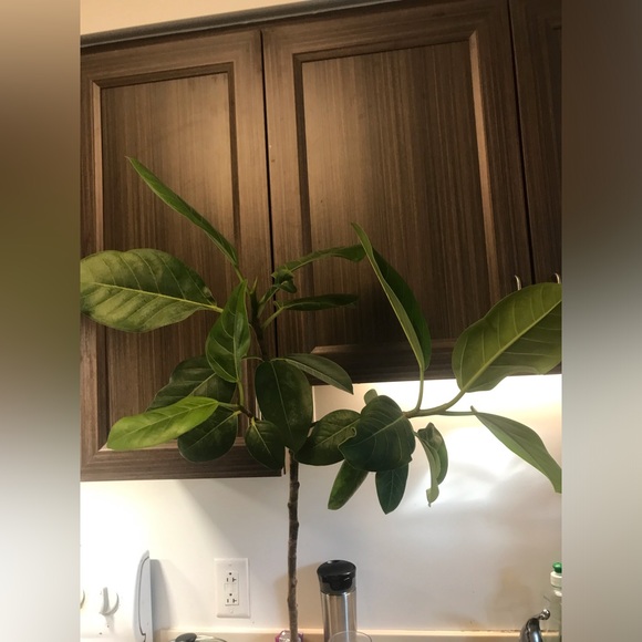 Tall and Large Ficus Audrey - Picture 3 of 16